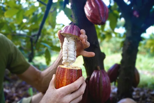 Kauai Tropical Fruit Tasting Tour - Image 2