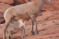 Las Vegas Valley of Fire Private Adventure thumbnail 1
