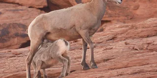 Las Vegas Valley of Fire Private Adventure