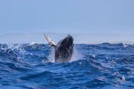 Honolulu Private Sailing Catamaran Tour thumbnail 6