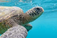 Maui Snorkeling Tour to Molokini and Turtle Town thumbnail 4