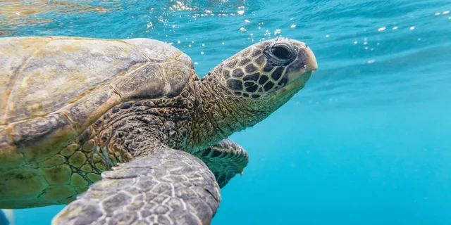 Maui Snorkeling Tour to Molokini and Turtle Town - Image 4