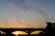 Austin Kayaking Bat Tour at Congress Bridge thumbnail 2