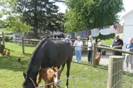 Lancaster Amish Experience Tour 3 hr thumbnail 3