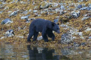 Ketchikan Bear-Viewing Air Tour