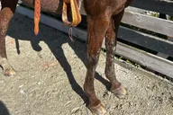 Miami Horseback Riding Tour with Instructor 1 hr thumbnail 1