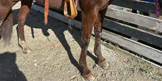Miami Horseback Riding Tour with Instructor 1 hr