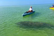 Bonita Springs Kayak EcoTour thumbnail 5