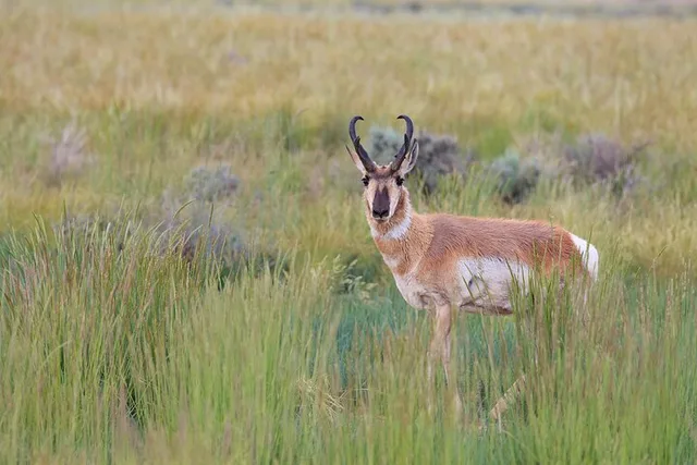 Bozeman Yellowstone Wildlife Safari - Image 5