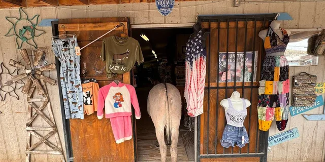 Las Vegas Route 66 Day Tour: Oatman & Kingman - Image 5