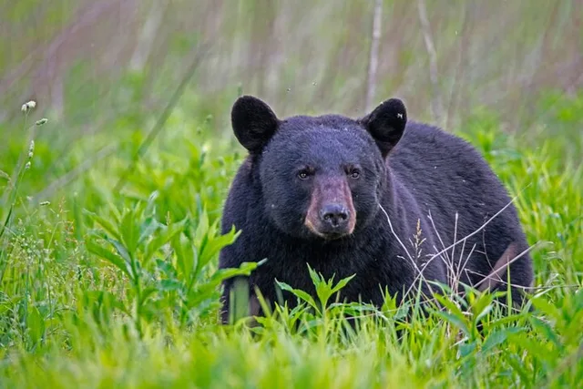 Gatlinburg Cades Cove Self-Guided Audio Tour - Image 5