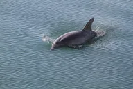 Savannah Dolphin and Birding Cruise at Sunset thumbnail 3
