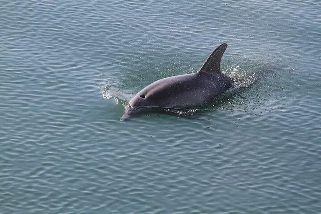 Savannah Dolphin and Birding Cruise at Sunset - Image 3