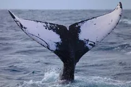 Kauai Whale Watching Expedition thumbnail 5