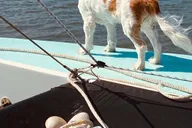 Folly Beach Sailing Tour at Sunset thumbnail 4