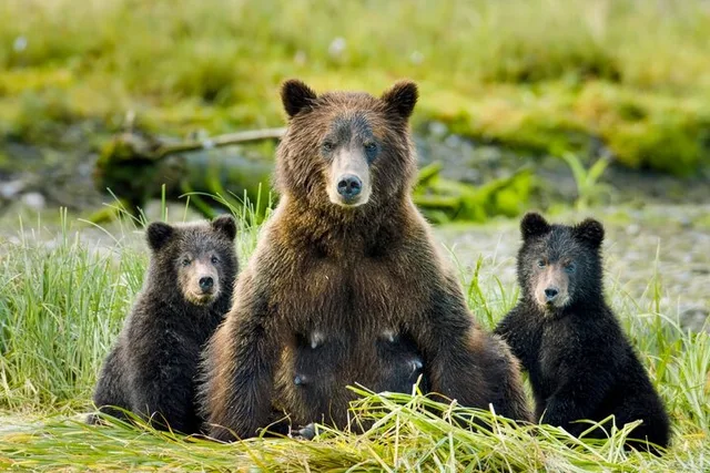 Sitka Wildlife Film Experience with Q&A 45 min - Image 1
