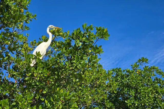 Geiger Key Mangrove Eco-Tour Adventure - Image 5