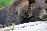 Girdwood Bears, Trains, and Icebergs Tour thumbnail 1