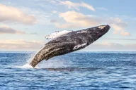 Kailua-Kona Whale Watching Excursion thumbnail 1