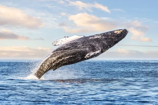 Kailua-Kona Whale Watching Excursion - Image 1