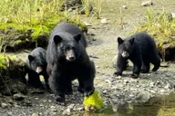 Ketchikan Rainforest Tour thumbnail 1