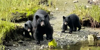 Ketchikan Rainforest Tour
