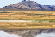 Antelope Island Wildlife Expedition thumbnail 2