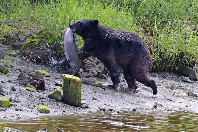 Ketchikan Private Custom Excursion - Image 1