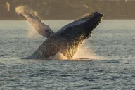 Maui Whale Watching Sail with Live Whale Songs thumbnail 4