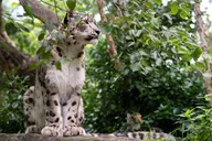New York Central Park Zoo Admission with 4D Theater thumbnail 4
