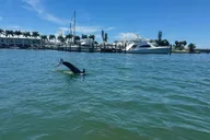 Sarasota Catamaran Sightseeing Tour thumbnail 3