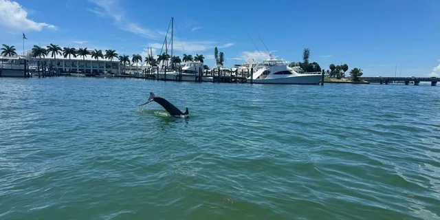 Sarasota Catamaran Sightseeing Tour - Image 3