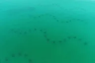 Destin Reef Snorkeling Adventure thumbnail 6