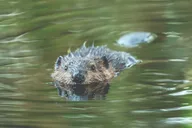 Portland Wildlife & Nature River Cruise 2 hr thumbnail 4