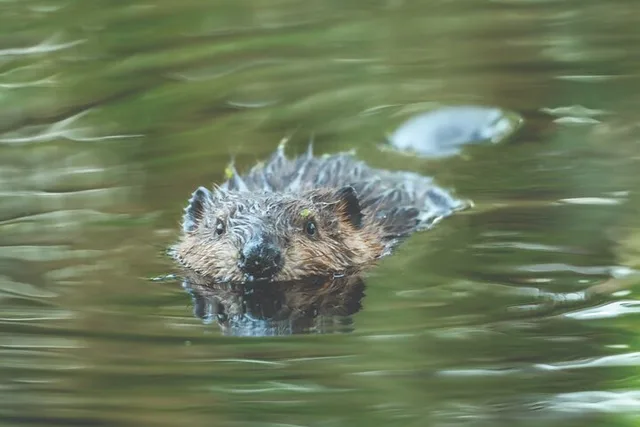 Portland Wildlife & Nature River Cruise 2 hr - Image 4
