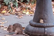New York City Garbage and Rats Walking Tour thumbnail 5