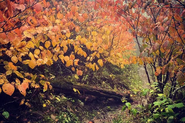 Clingmans Dome Hike - Image 6
