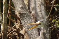 Sanford Wekiva River Kayak Tour Full-Day thumbnail 3