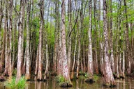 New Orleans Swamp and Bayou Boat Tour thumbnail 4