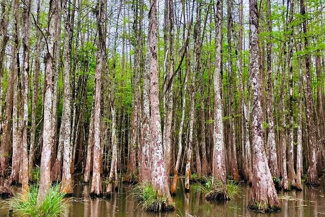 New Orleans Swamp and Bayou Boat Tour - Image 4