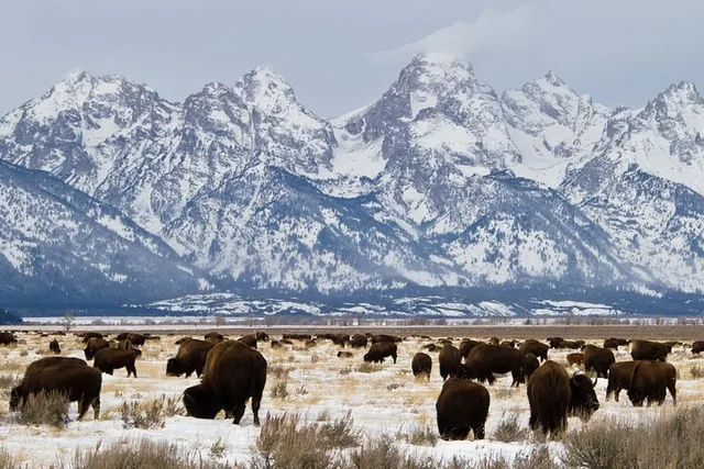 Grand Teton National Park Private Tour - Image 5