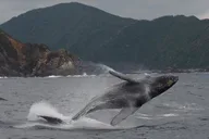Ma'alaea Harbor Whale Watching Tour thumbnail 5