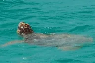 Key West Shark and Wildlife Catamaran Tour thumbnail 5