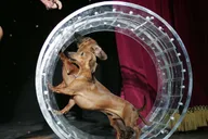 Las Vegas Comedy Pet Theater thumbnail 3