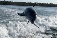 Islamorada Snorkel and Sandbar Adventure 4 hr thumbnail 2