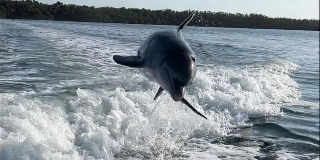 Islamorada Snorkel and Sandbar Adventure 4 hr - Image 2