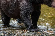 Hoonah Chichagof Island Brown Bear Search 3 hr thumbnail 3
