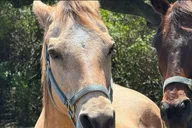 Miami Horseback Riding Tour thumbnail 4
