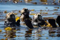 Sitka Wildlife Photo Safari & Beachcombing Cruise thumbnail 3