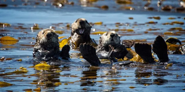 Sitka Wildlife Photo Safari & Beachcombing Cruise - Image 3